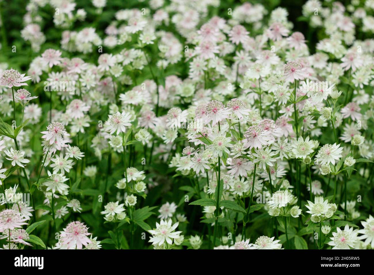 Astrantia Buckland - masterwort flowers, also called Hattie's pincushion. UK Stock Photo