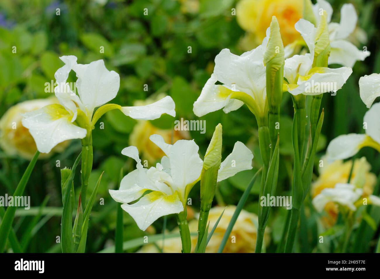 Iris sibirica 'Snow Queen' Siberian iris. with yellow throats on white