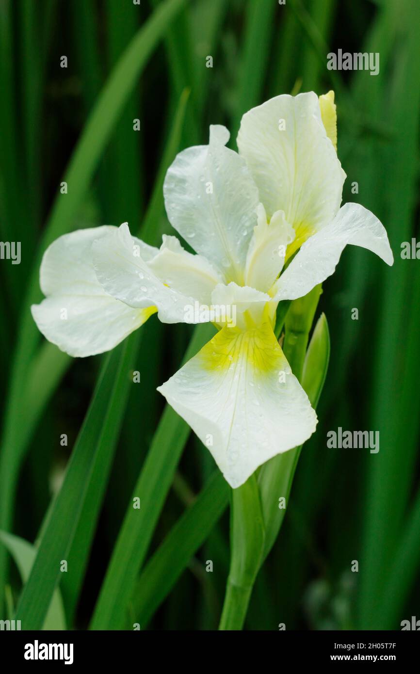 Iris sibirica 'Snow Queen' Siberian iris. with yellow throats on white blooms. UK Stock Photo