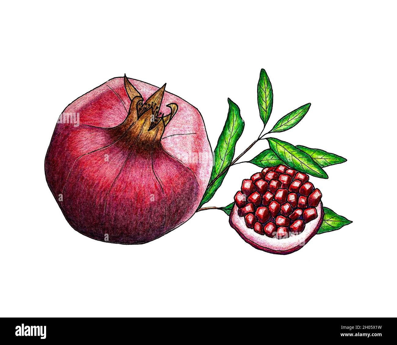 Illustration Pomegranate fruit pencil drawing, a slice with grains, a branch with leaves. On white background. For your design. Stock Photo