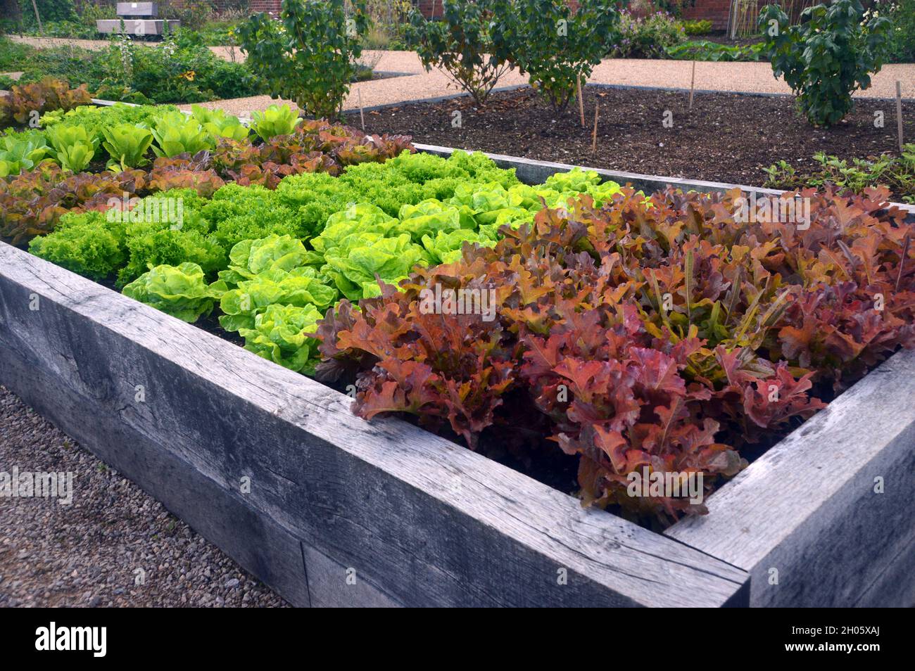 Different Varieties of Lettuce grown in a Raised Bed in the Kitchen Garden at RHS Garden
