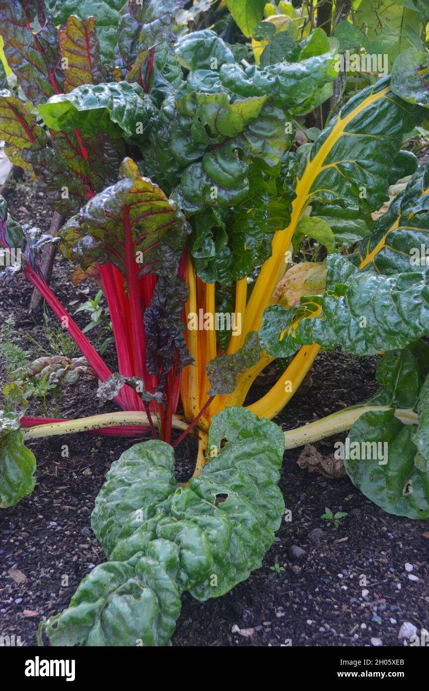 Chard rainbow hires stock photography and images Alamy