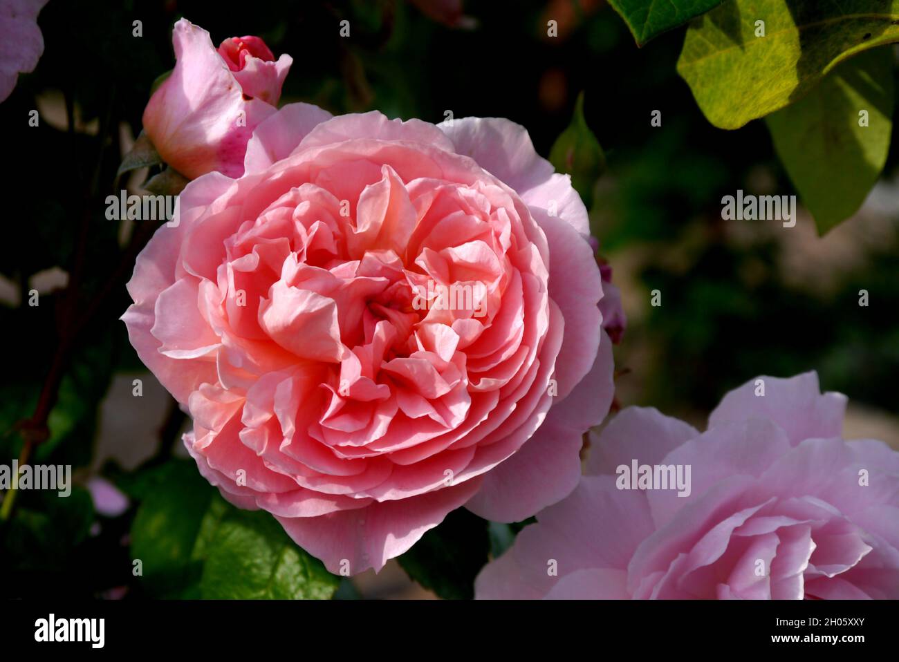 Pink climbing rose rosa hi-res stock photography and images - Page 6 - Alamy