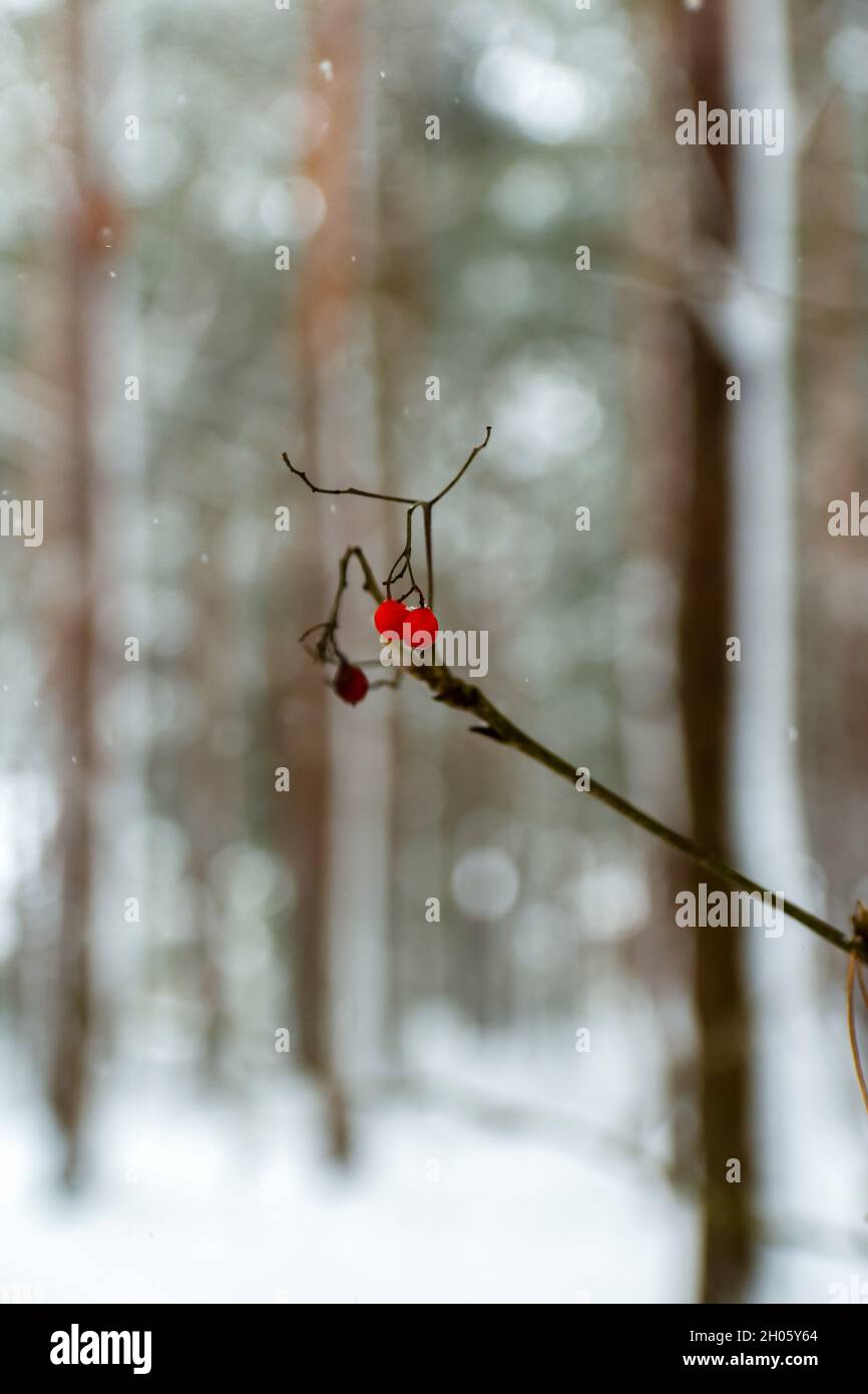 Red rowan berry on twig in blurred winter snowy forest. Vertical natural pine tree background. Cold frost weather. Stock Photo