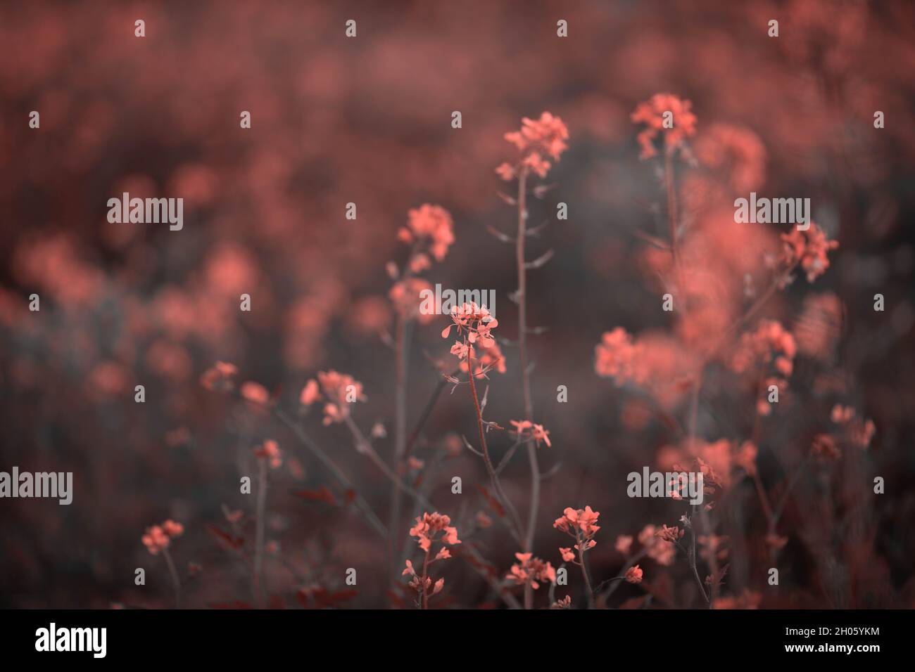 Color of the year 2019 Living Coral. Floral natural pattern of flowers. Popular trend palette for design illustrations, fabrics, fashion, images. Tint Stock Photo