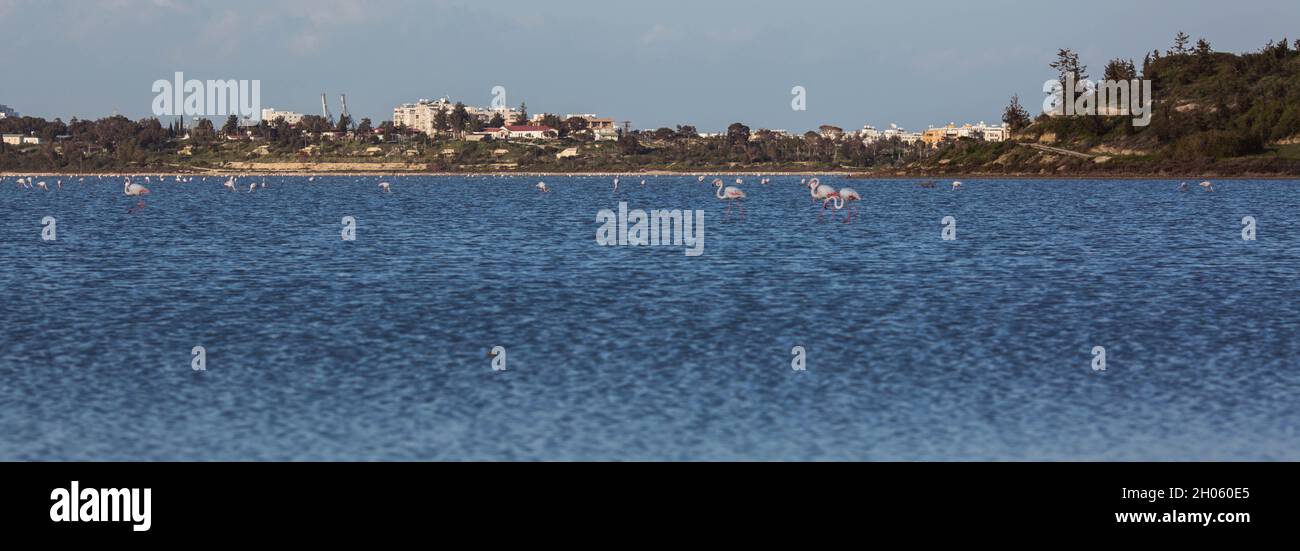 flock of birds pink flamingo walking on the blue salt lake of Cyprus in the city of Larnaca in winter Stock Photo
