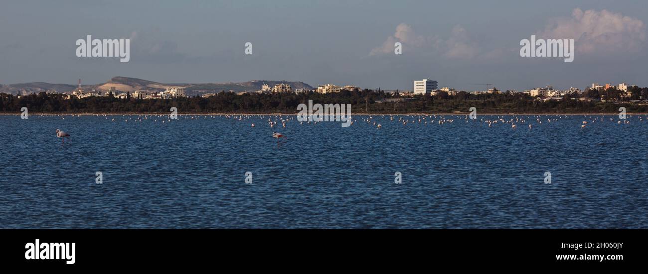 flock of birds pink flamingo walking on the blue salt lake of Cyprus in the city of Larnaca in winter Stock Photo