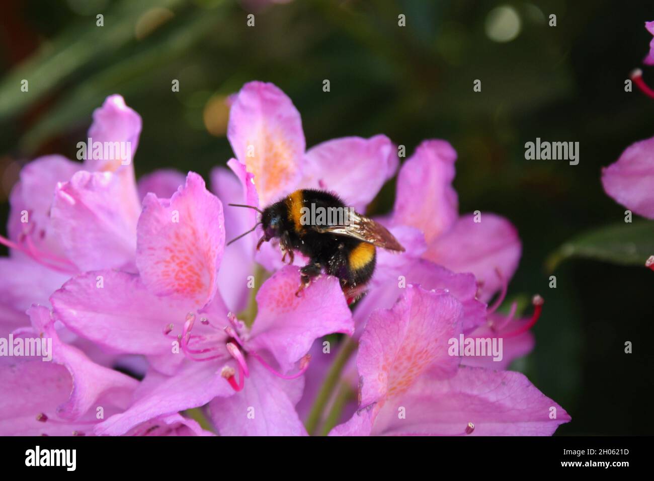 A bumble bee rests on a pink-purple flower. Stock Photo