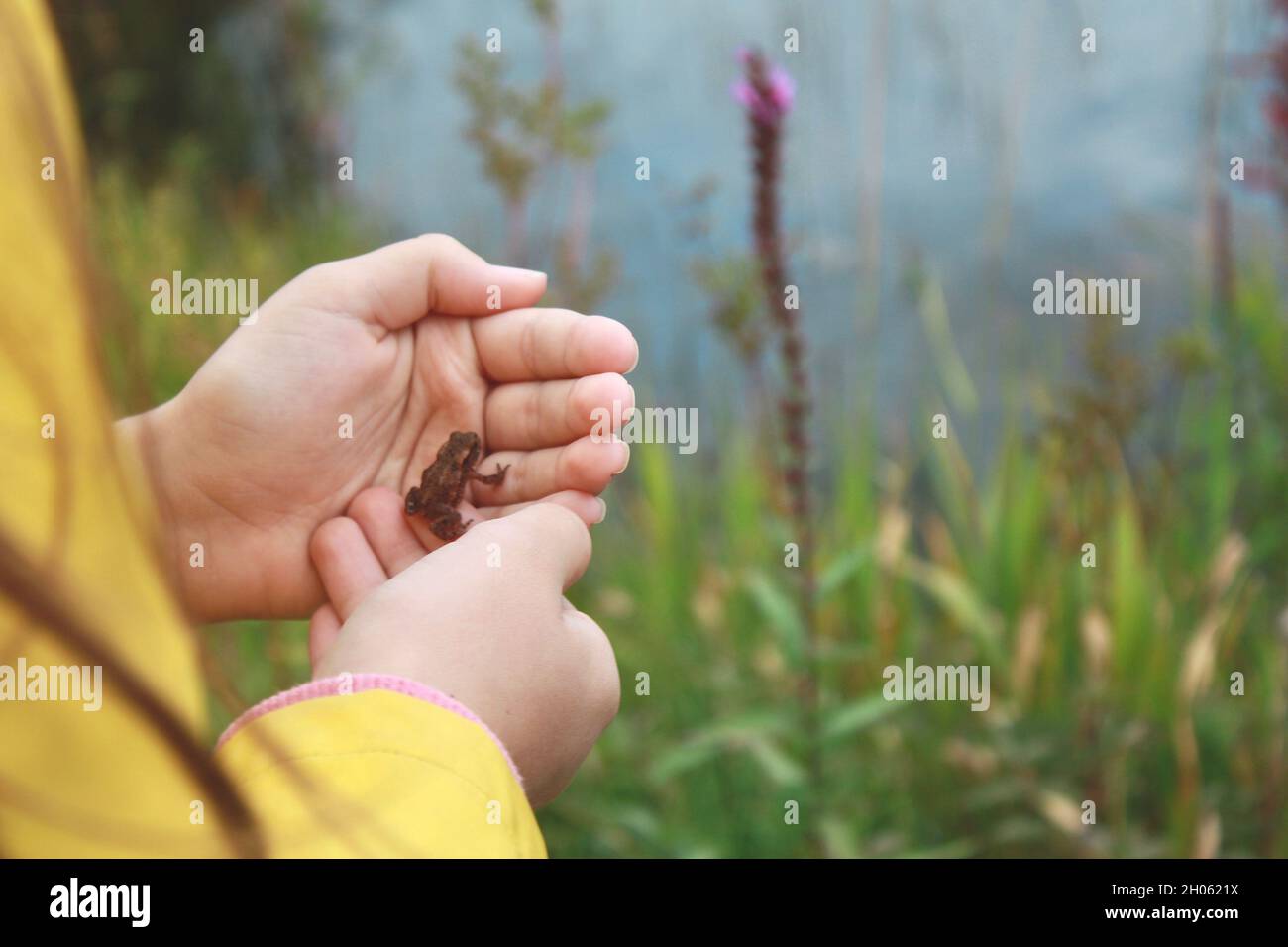 A girl holds a small frog beside a pond. Stock Photo