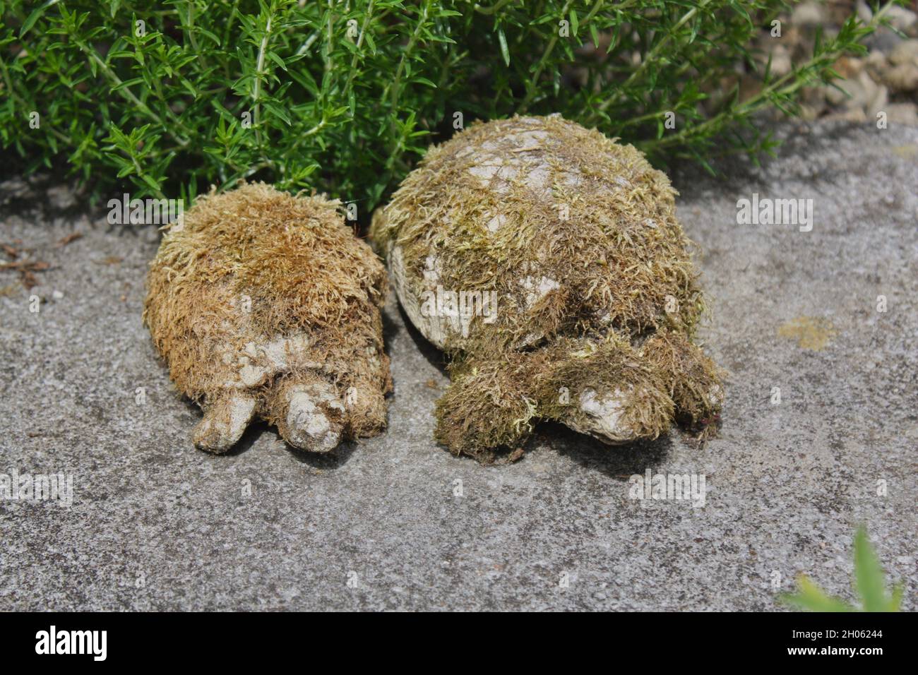 Two stone tortoises or turtles covered in moss. Stock Photo