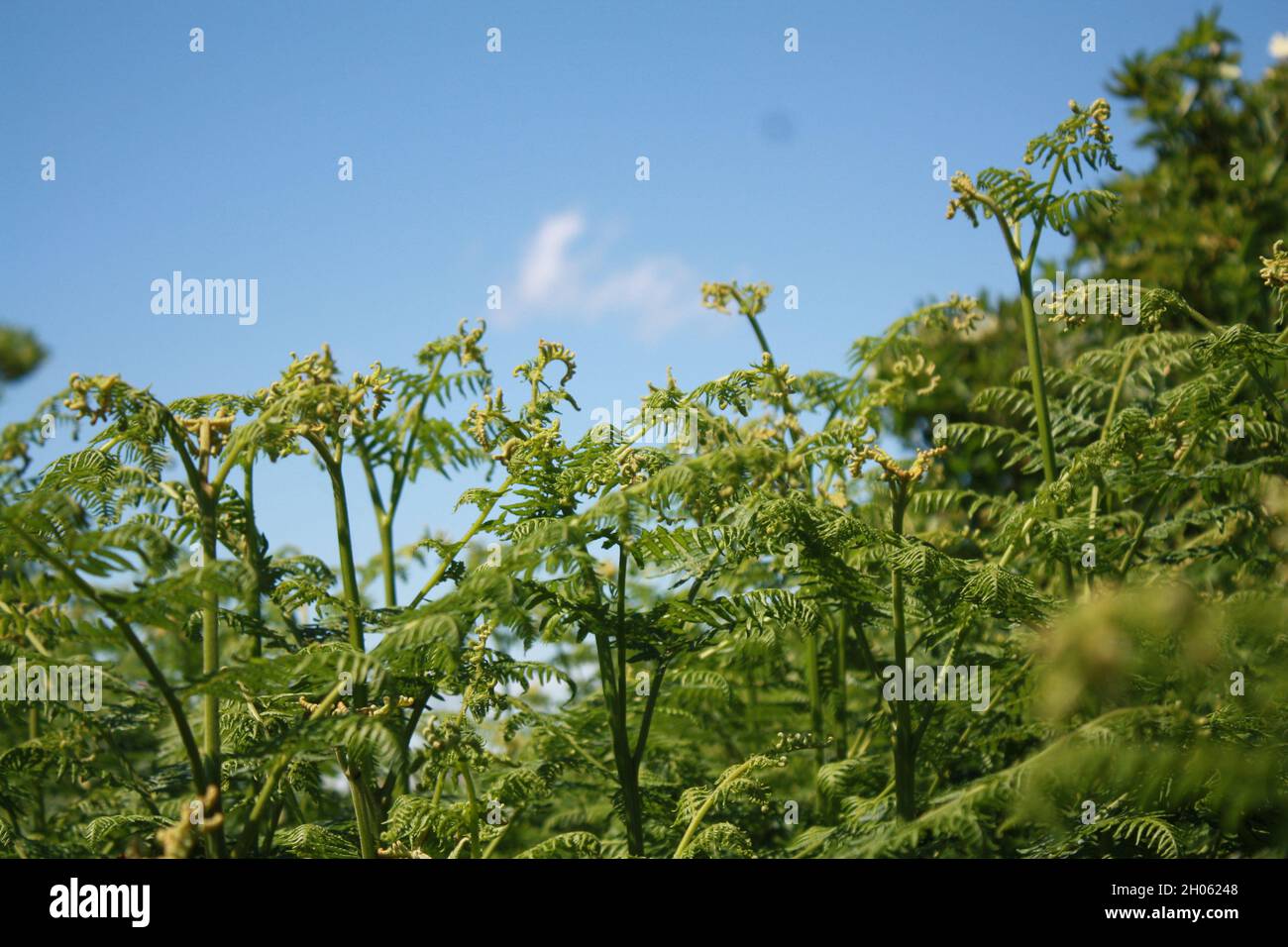 Foliage close up with blue sky. Stock Photo