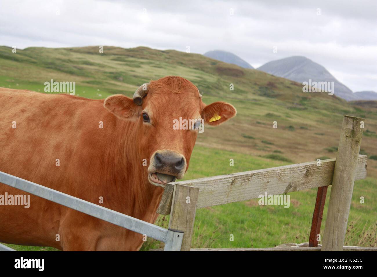 An orange-brown cow stands behind a fence in Scotland. Stock Photo