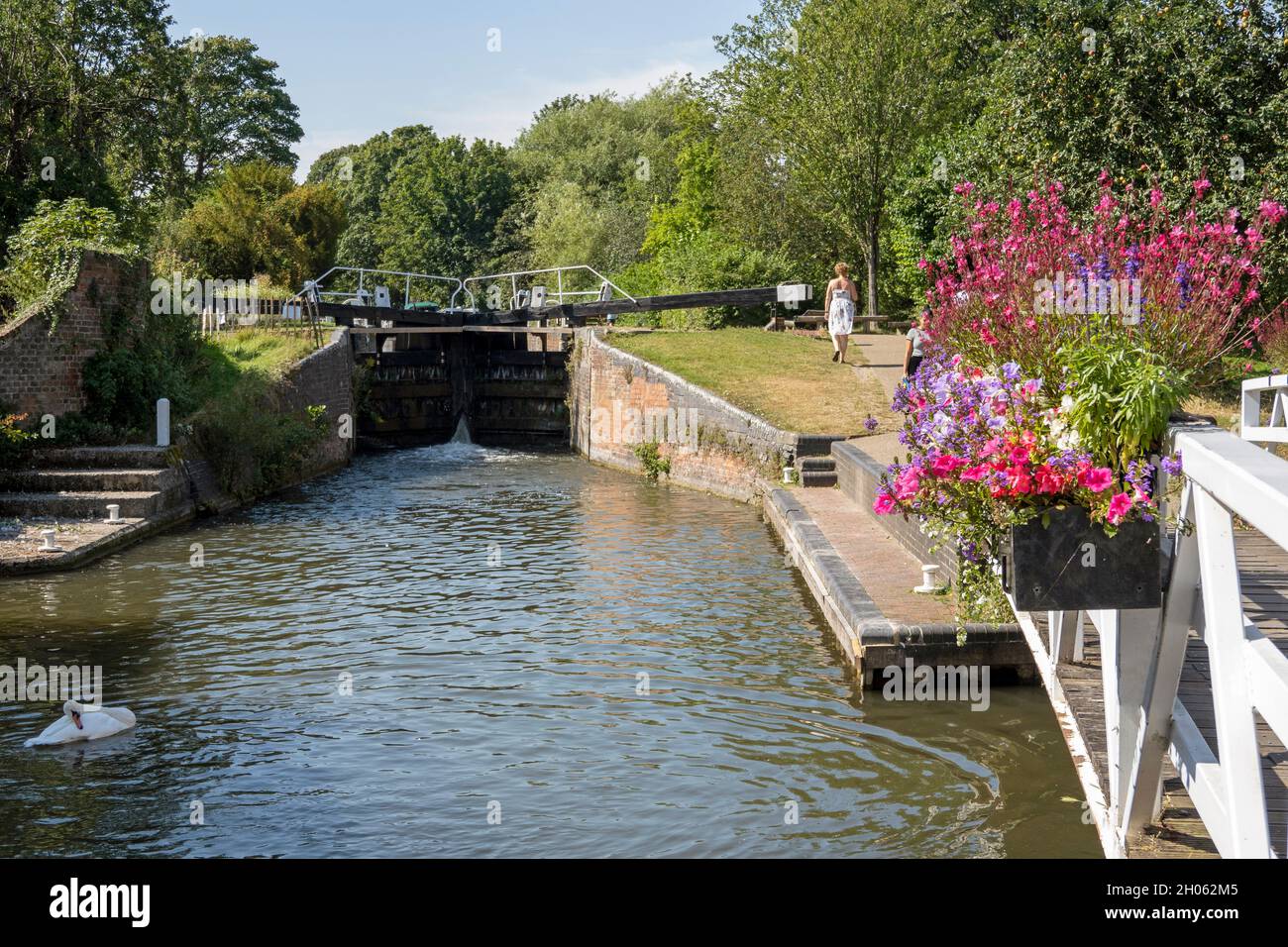 Newbury, Berkshire, England, UK. 2021.  Newbury Lock on the Kennet and Avon Canal a swan and floral flower display on a footbridge. Stock Photo