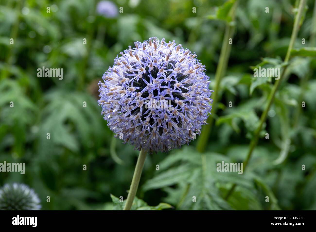 echinops bannaticus blue globe thistle a unique member of the sunflower