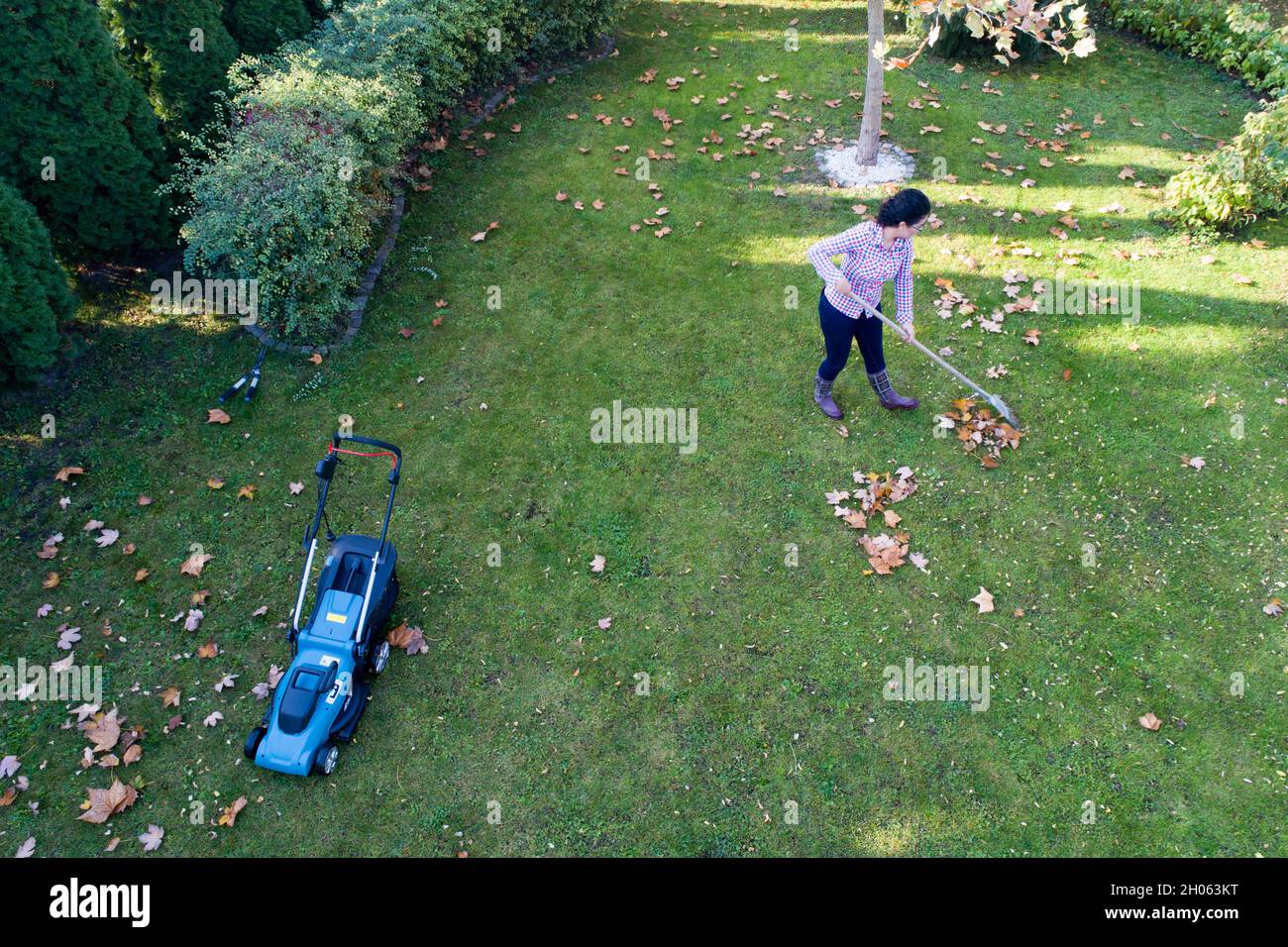 Aerial image of woman taking care of lawn in autumn, raking leaves and