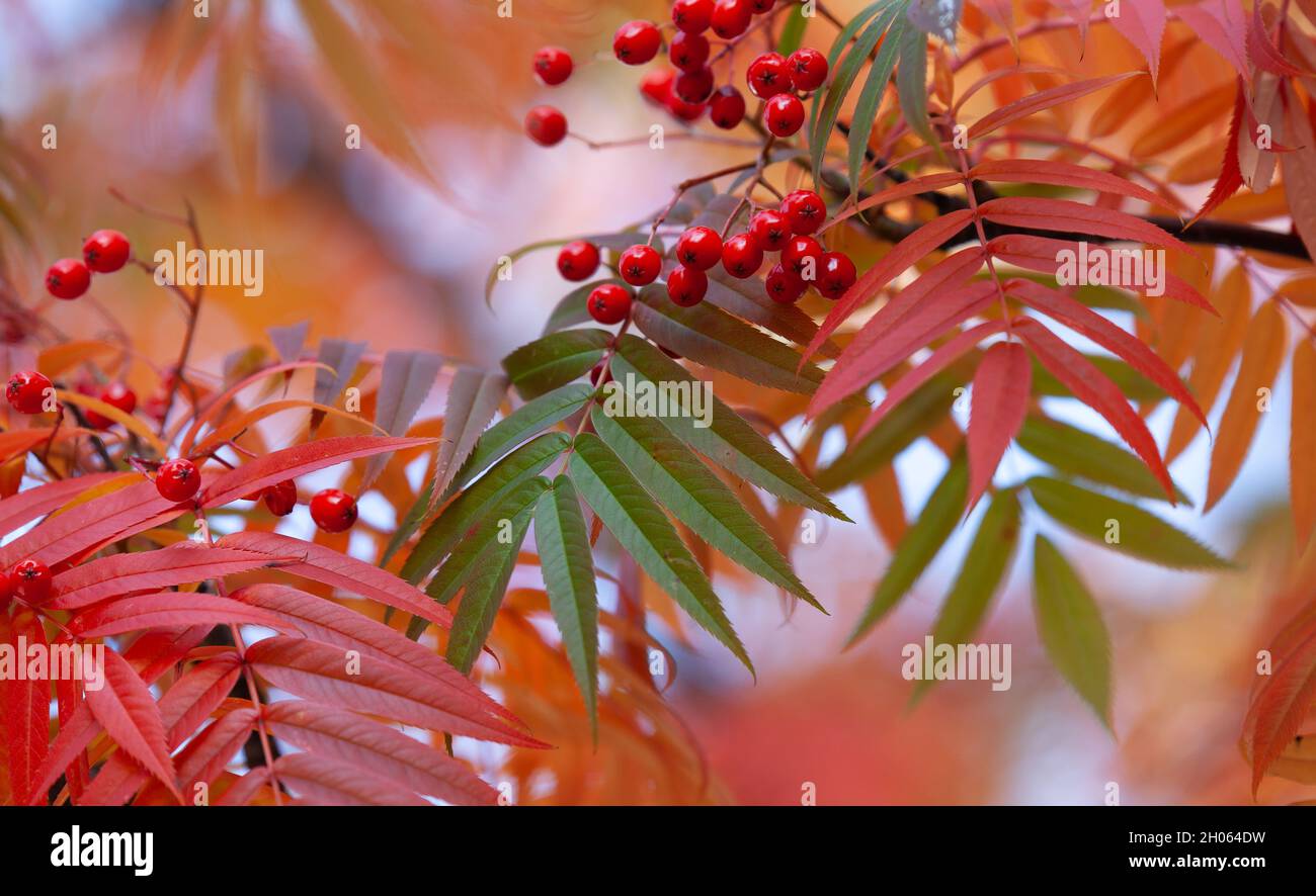Red and orange berries and leaves in autumn. Rowan / Sorbus aucuparia. Stock Photo