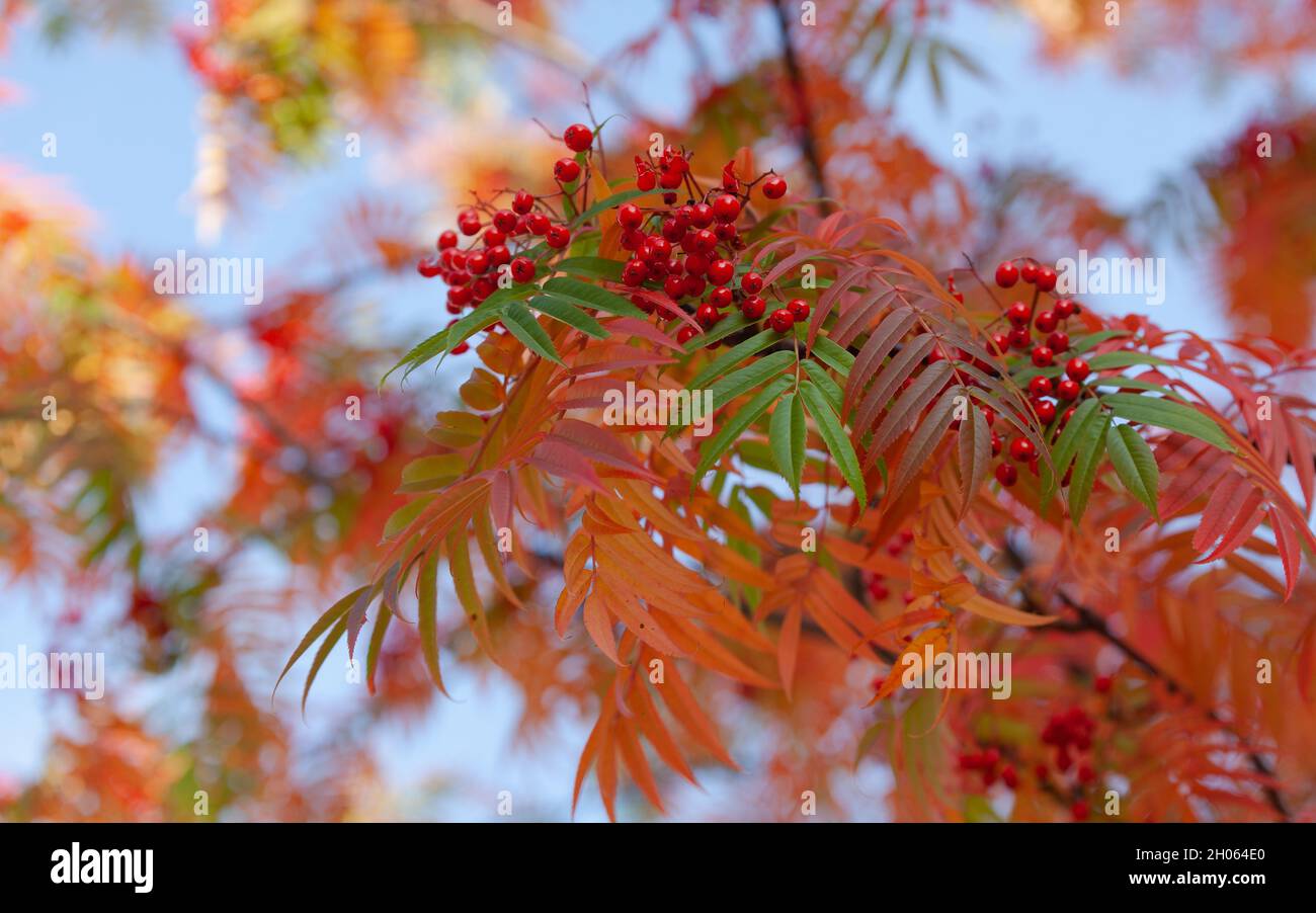 Red and orange berries and leaves in autumn. Rowan / Sorbus aucuparia. Stock Photo