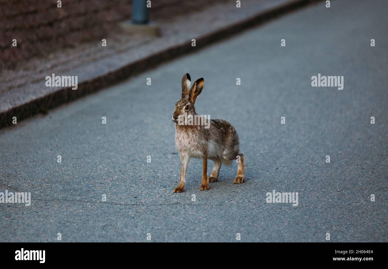 Rabbit / hare standing on a street. Lepus europaeus. Stock Photo