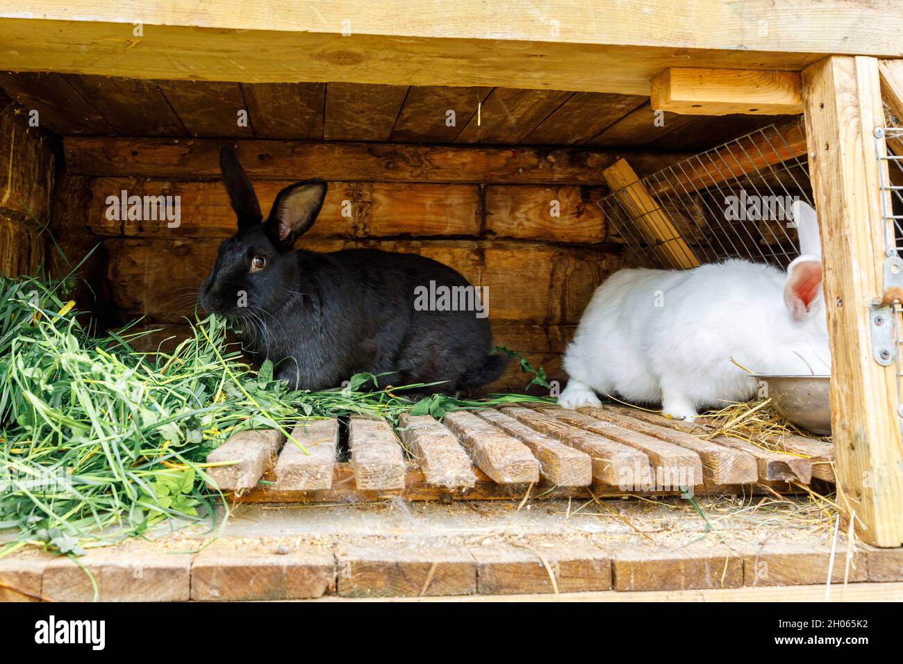 Small feeding white and black rabbits chewing grass in rabbithutch on animal farm, barn ranch