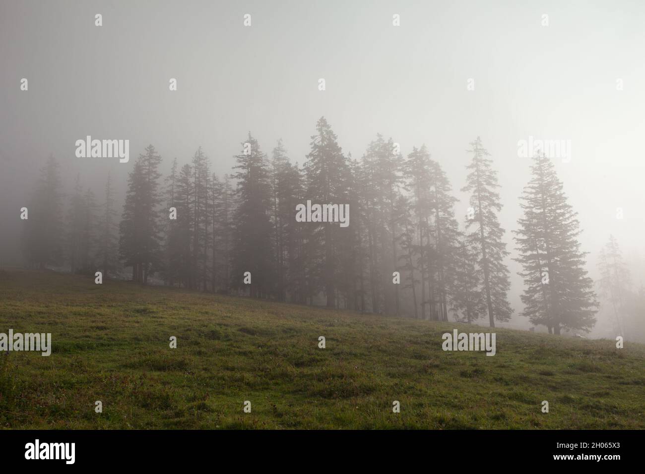 Larches in Fog Stock Photo