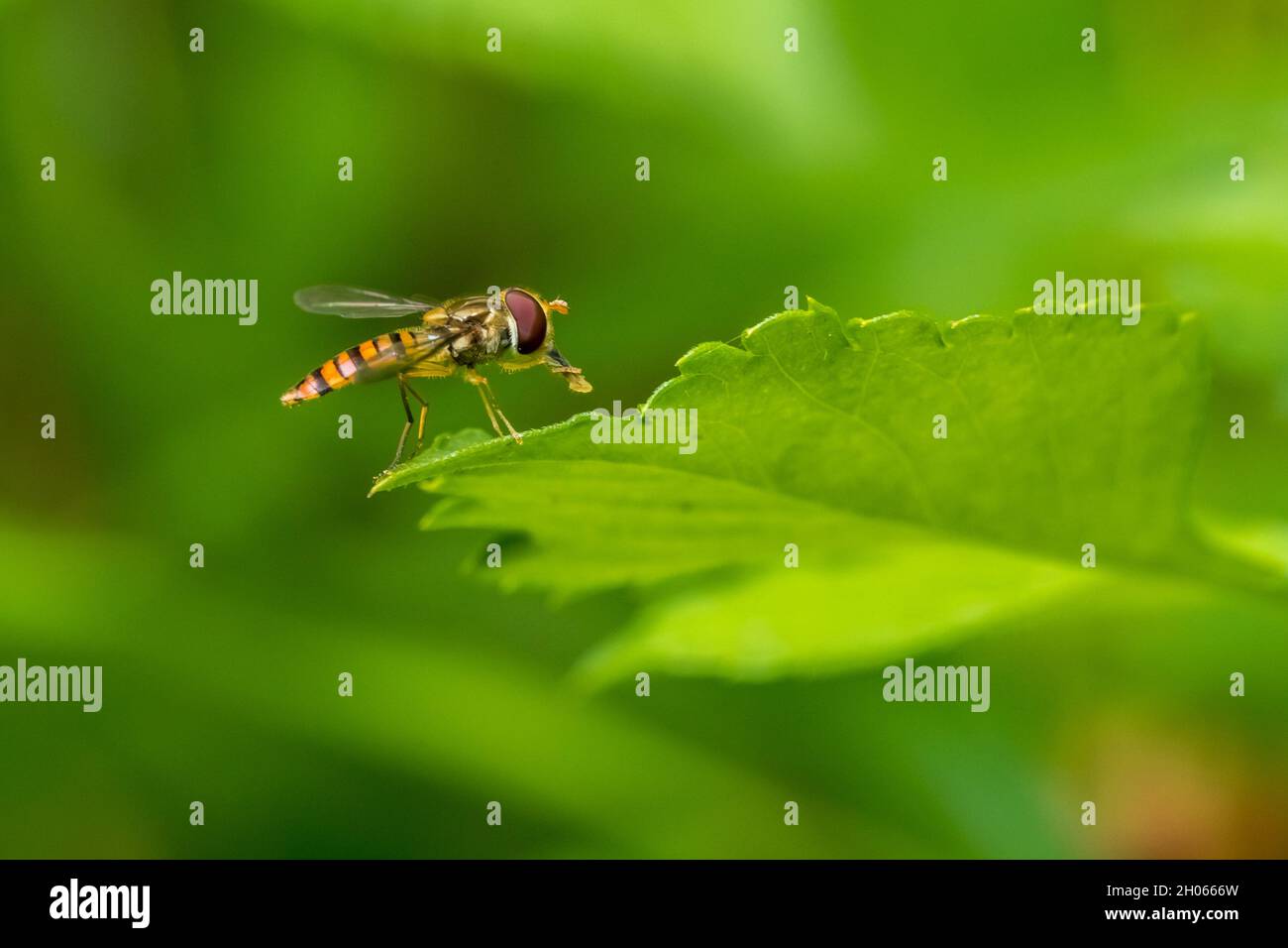 Hoverflies (Syrphidae) perching on green leaf Stock Photo