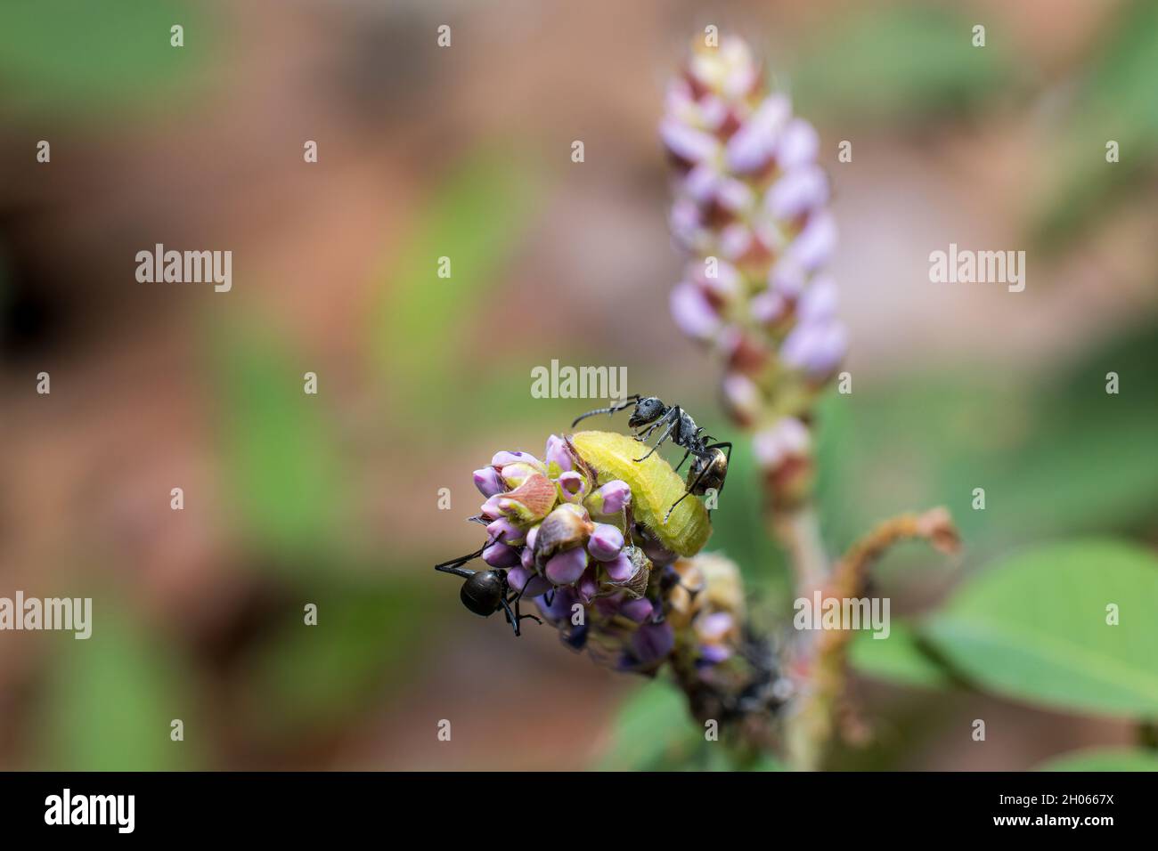 Symbiosis between Forget-me-not larvae and Spiny ant Stock Photo