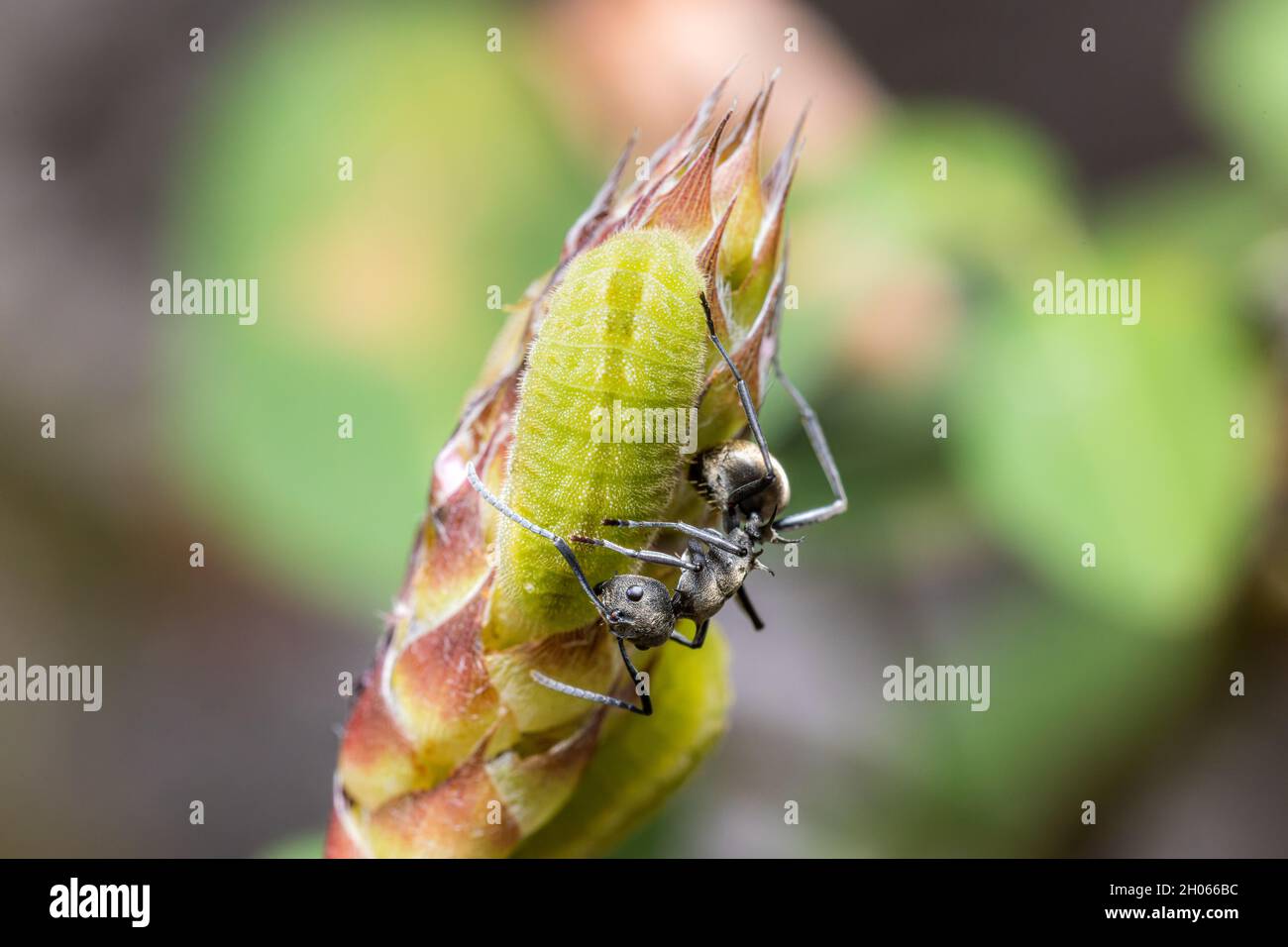 Symbiosis between Forget-me-not larvae and Spiny ant Stock Photo
