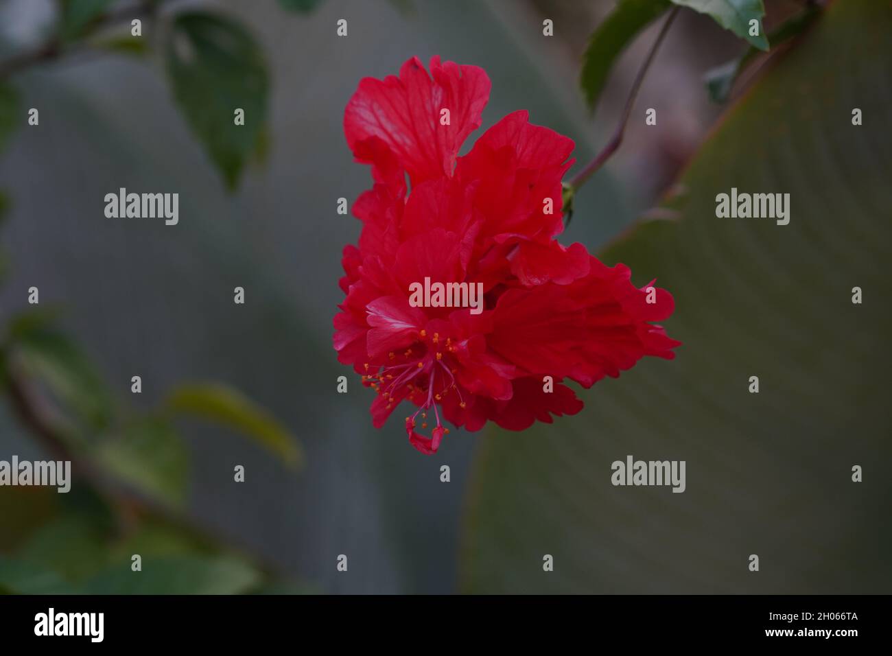 Hibiscus Flower Malaysia National Flower High Resolution Stock 