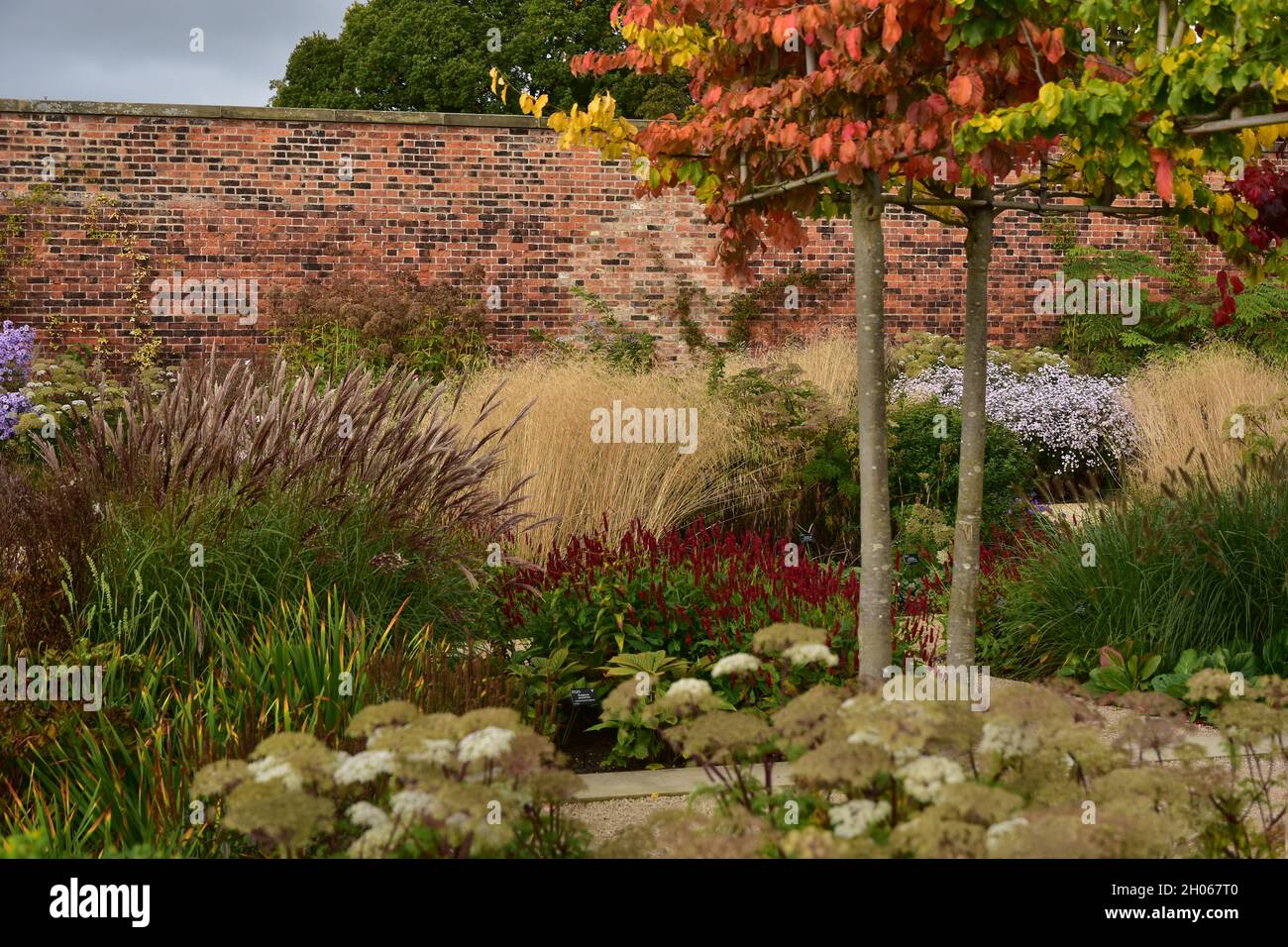 Autumn Flowers, RHS Bridgewater, Salford, Manchester Stock Photo - Alamy
