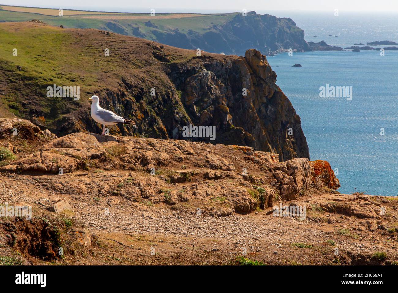 Seagull on rocky cliffs at Kynance Cove on the Lizard on the South West Coast Path Cornwall England UK. Stock Photo