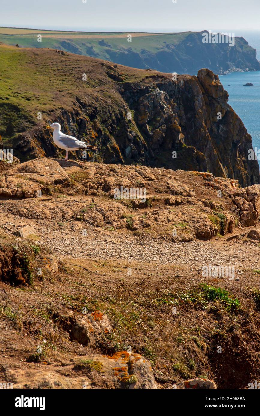 Seagull on rocky cliffs at Kynance Cove on the Lizard on the South West Coast Path Cornwall England UK. Stock Photo