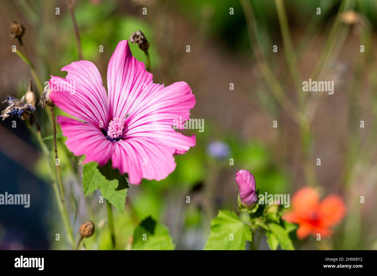 The photo shows various blooming summer flowers in the sunlight Stock Photo