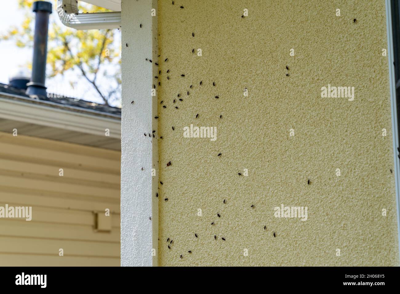 Box Elder bugs swarm and infest the siding of a house in the fall Stock