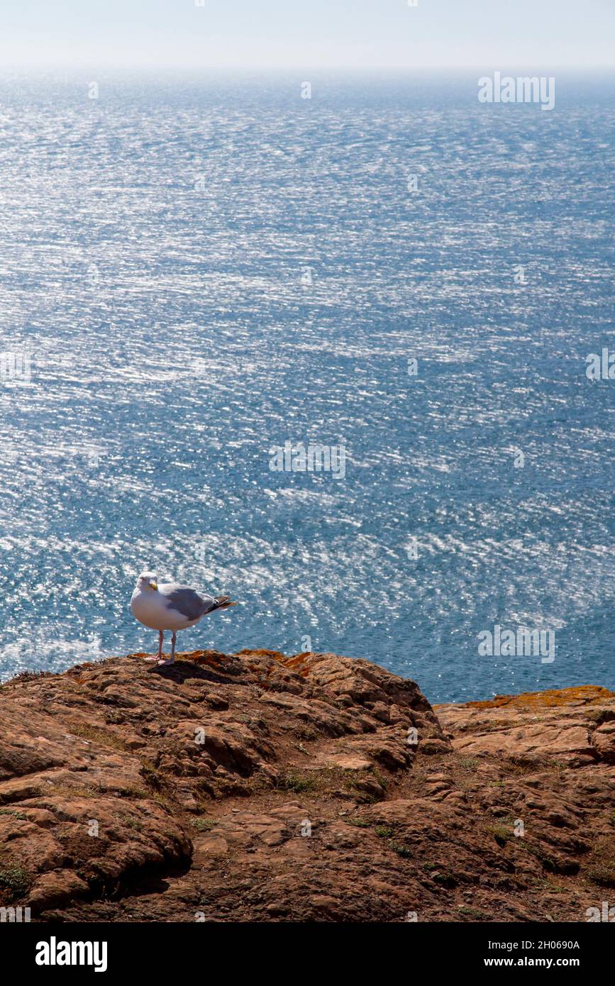 Lone seagull on cliftop with calm blue sea behind. Stock Photo