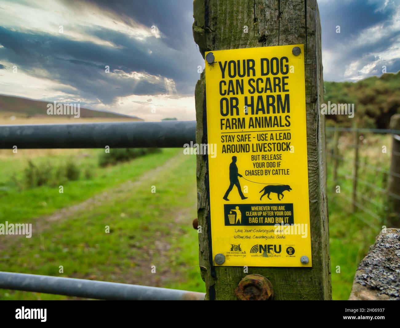 A yellow sign fixed to a wooden gate post at the entrance to a field warns that dogs can scare or harm farm animals and that a lead should be used aro Stock Photo