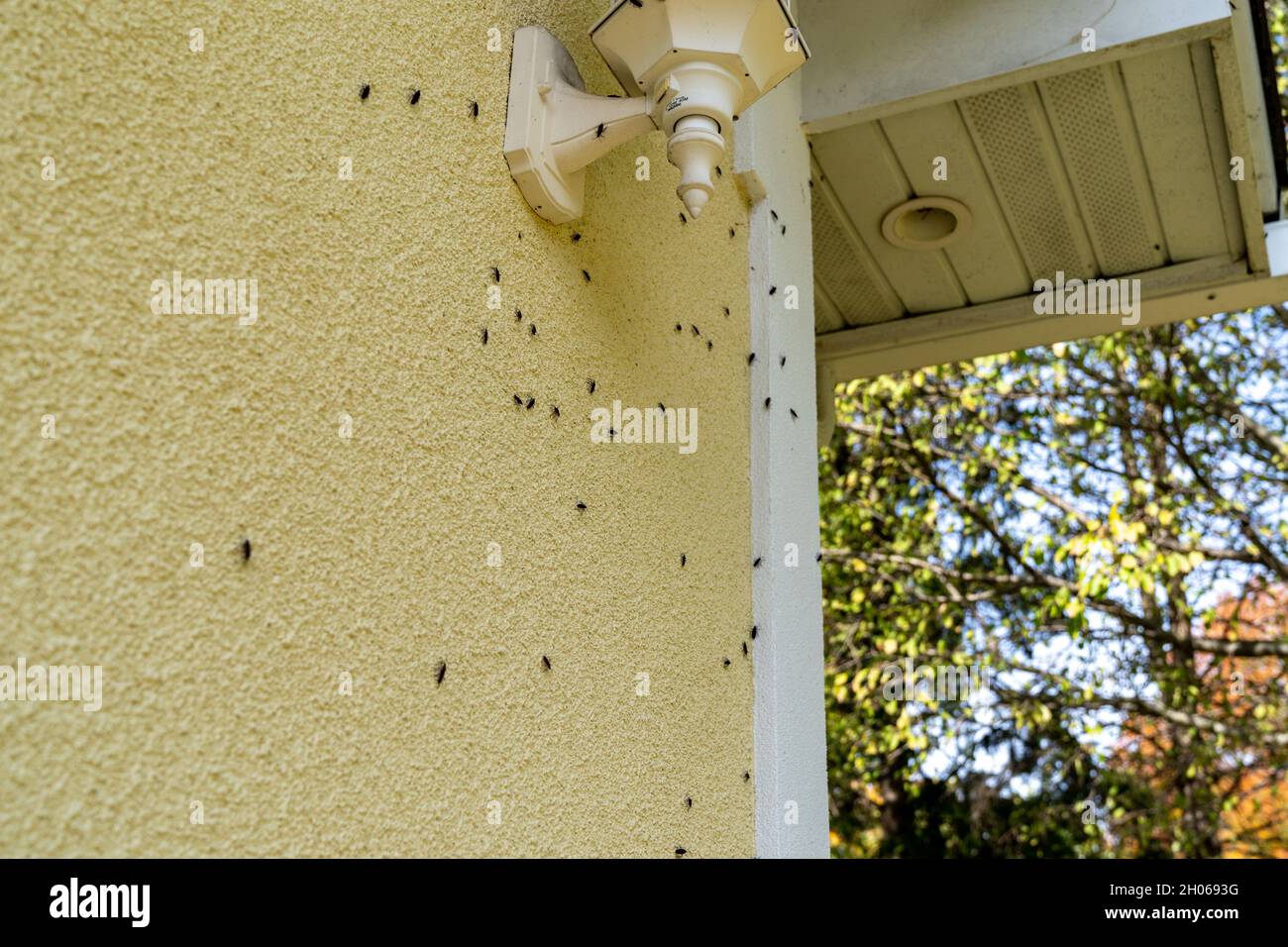 Box Elder bugs swarm and infest the siding of a house in the fall