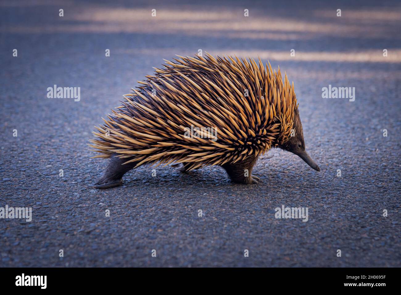 Echidna walking on the street Stock Photo