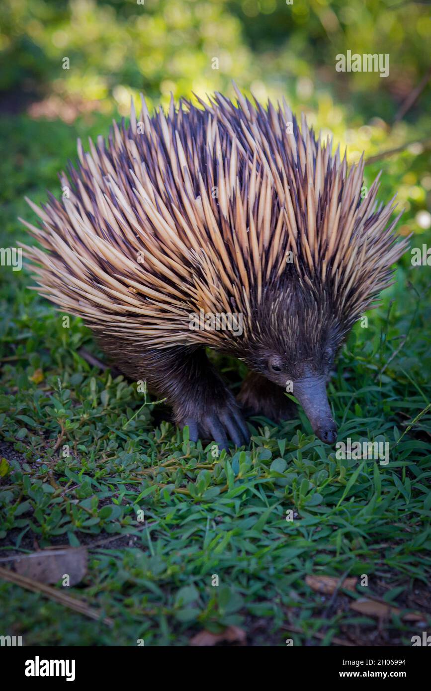 Echidna walking on grass Stock Photo