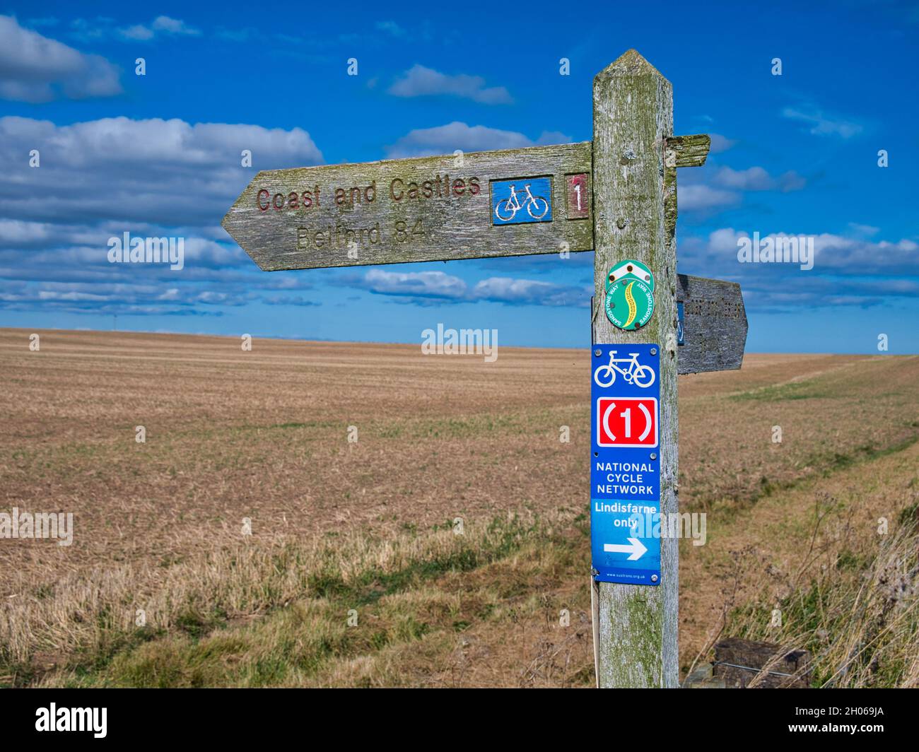 A wooden sign post points the way of UK National Cycle Route 1 and the Coast and Castles route in Northumberland, UK. Behind the sign is a field of cr Stock Photo