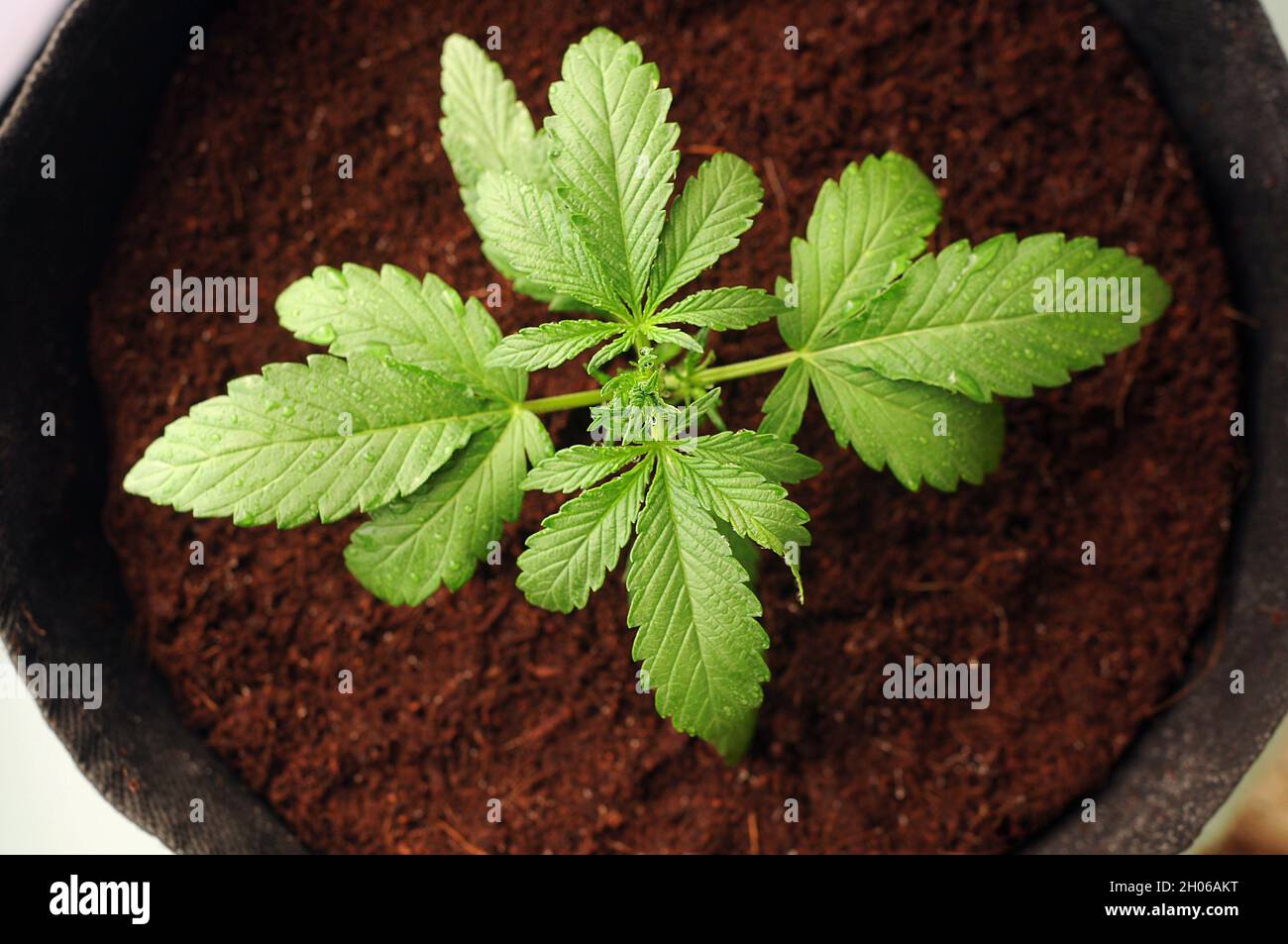 Female Weed Seedlings