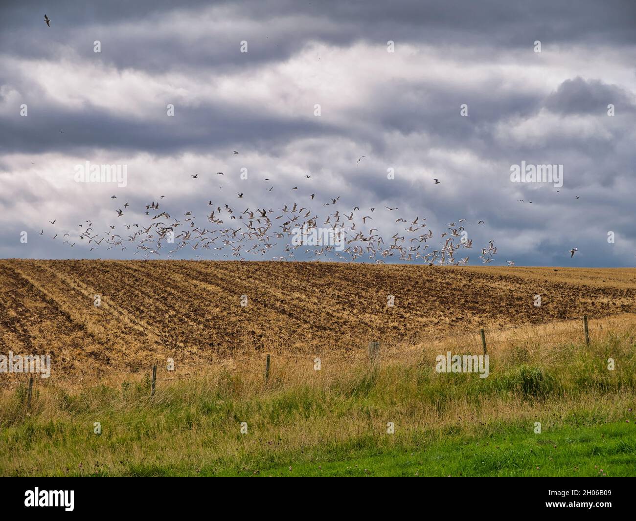 A flock of gulls rise from feeding in a ploughed field after being disturbed by walkers on a nearby path - taken on a cloudy day Stock Photo