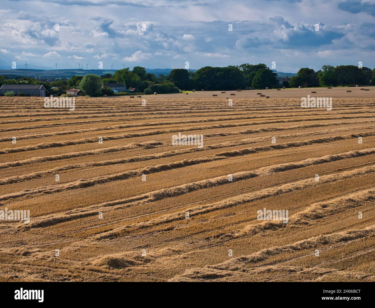 Rows of straw in an arable field in Northumberland, England, UK. Taken on a sunny, autumn day during harvest time. Stock Photo