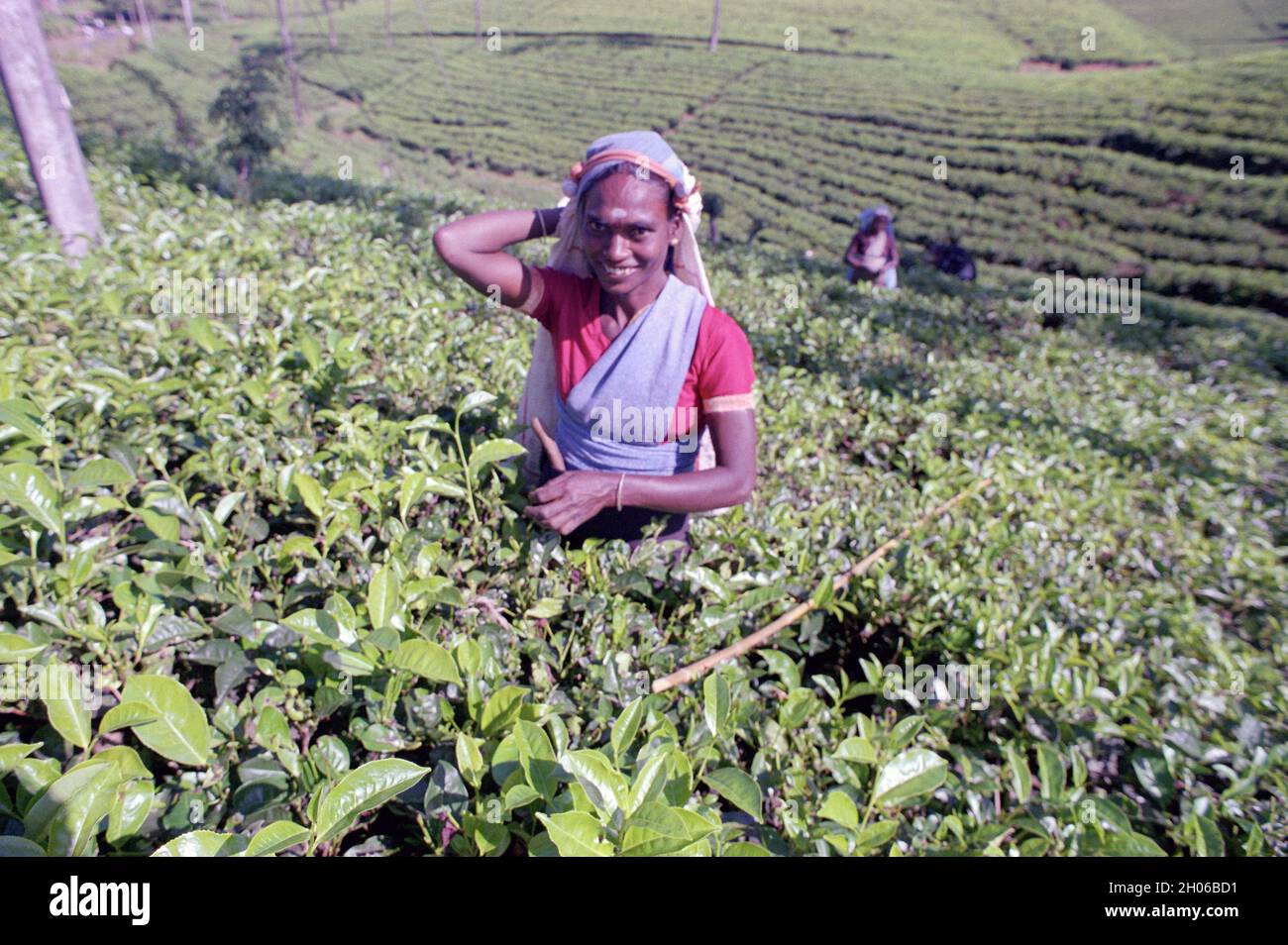 SRI LANKA:  Women tea pickers often recruited from India and the Tamar who work on the vast scenic plantations in The Tea Trail on the Norwood Estate Stock Photo