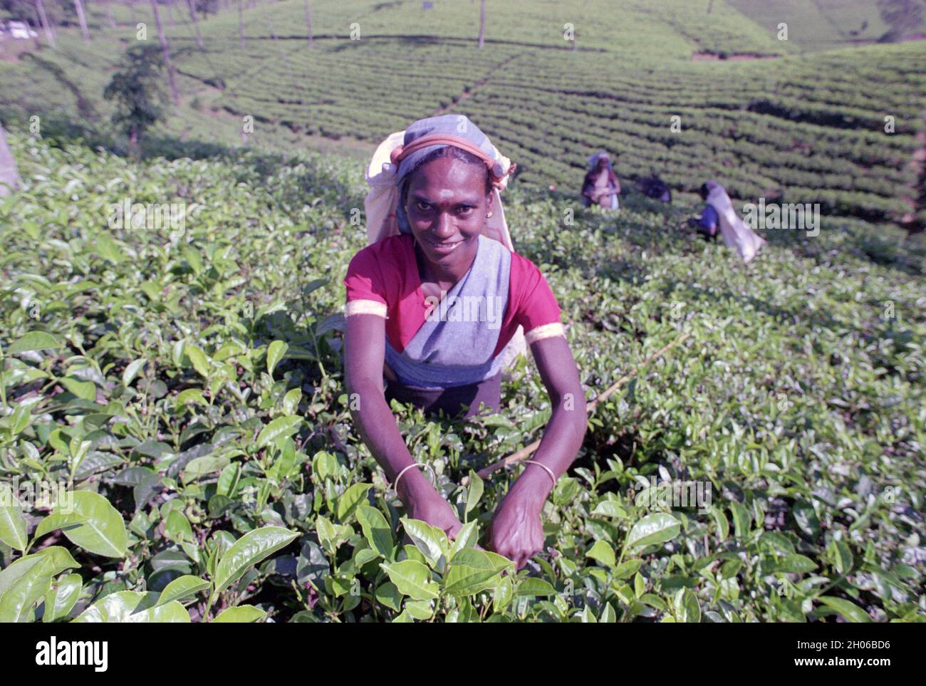 SRI LANKA:  Women tea pickers often recruited from India and the Tamar who work on the vast scenic plantations in The Tea Trail on the Norwood Estate Stock Photo