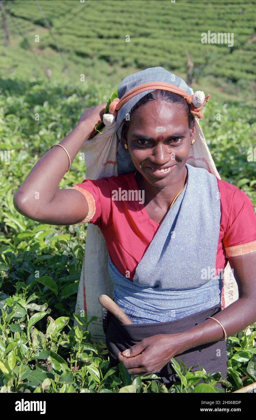 SRI LANKA:  Women tea pickers often recruited from India and the Tamar who work on the vast scenic plantations in The Tea Trail on the Norwood Estate Stock Photo