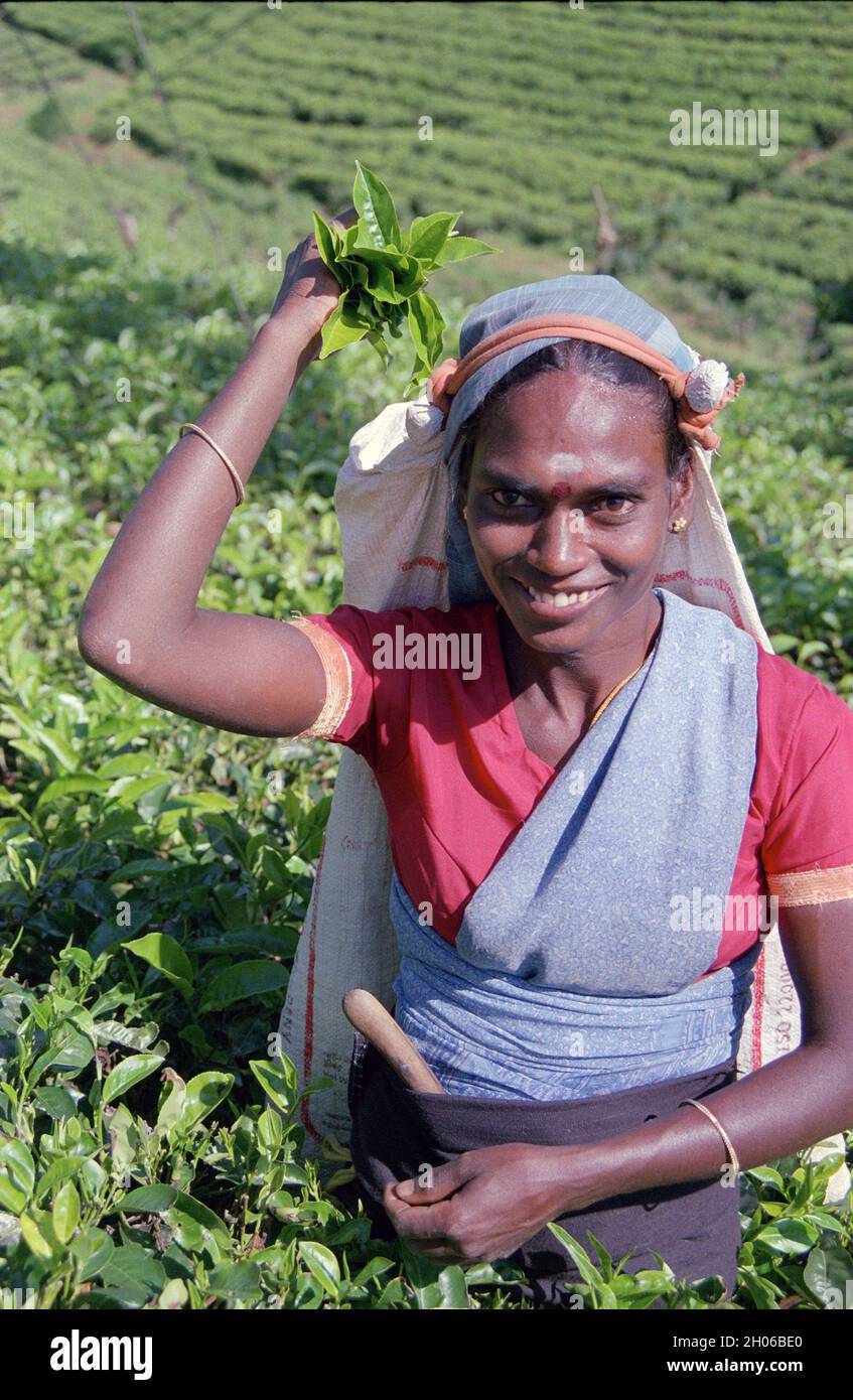 SRI LANKA:  Women tea pickers often recruited from India and the Tamar who work on the vast scenic plantations in The Tea Trail on the Norwood Estate Stock Photo