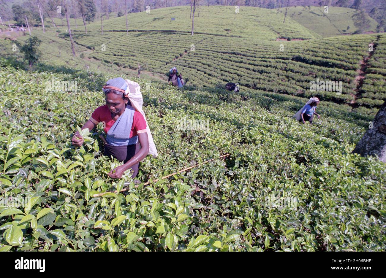 SRI LANKA:  Women tea pickers often recruited from India and the Tamar who work on the vast scenic plantations in The Tea Trail on the Norwood Estate Stock Photo