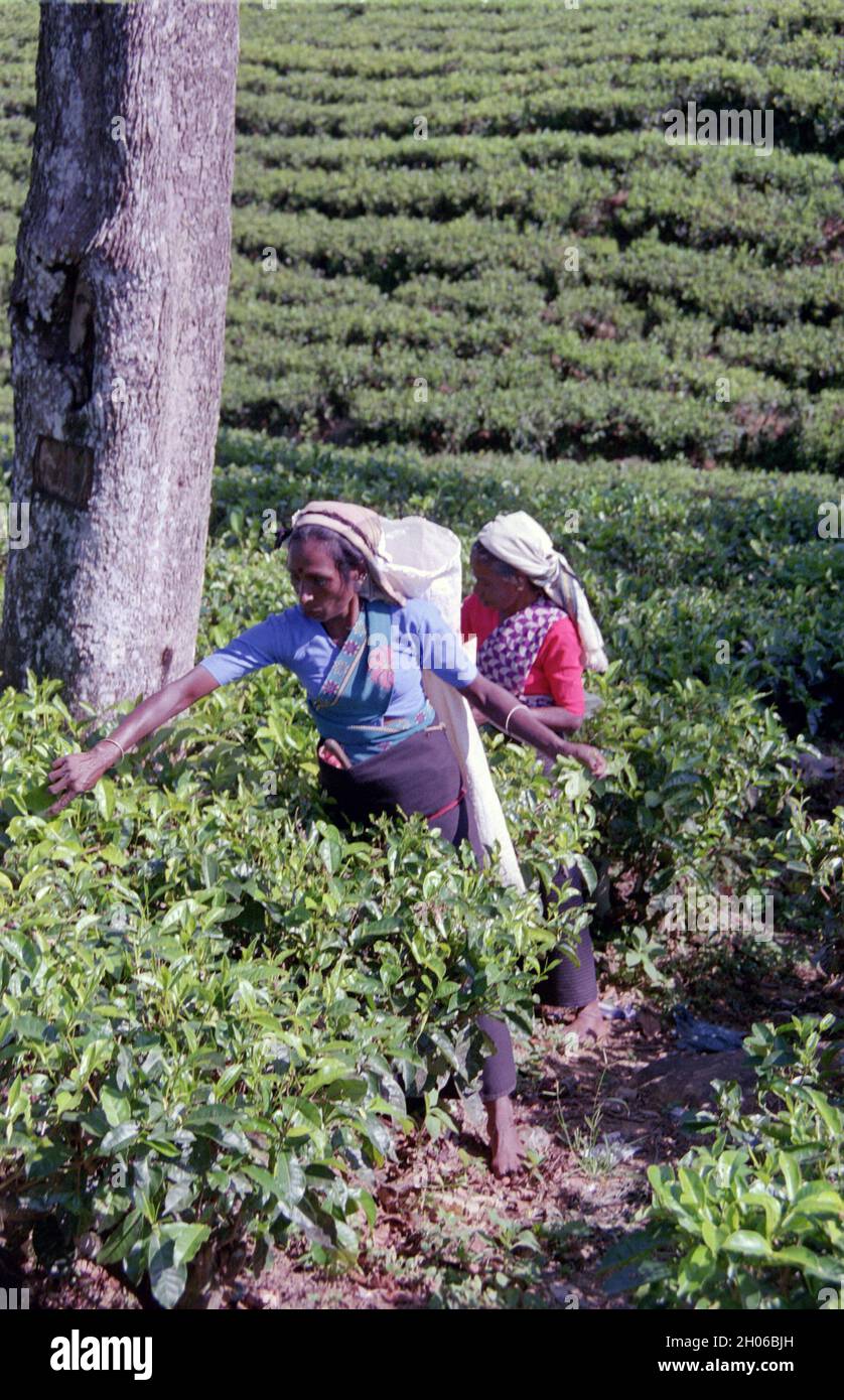 SRI LANKA:  Women tea pickers often recruited from India and the Tamar who work on the vast scenic plantations in The Tea Trail on the Norwood Estate Stock Photo