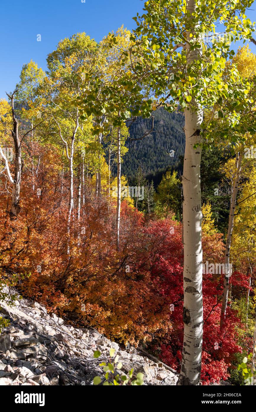 American Fork Canyon, Utah October 2021 Stock Photo Alamy