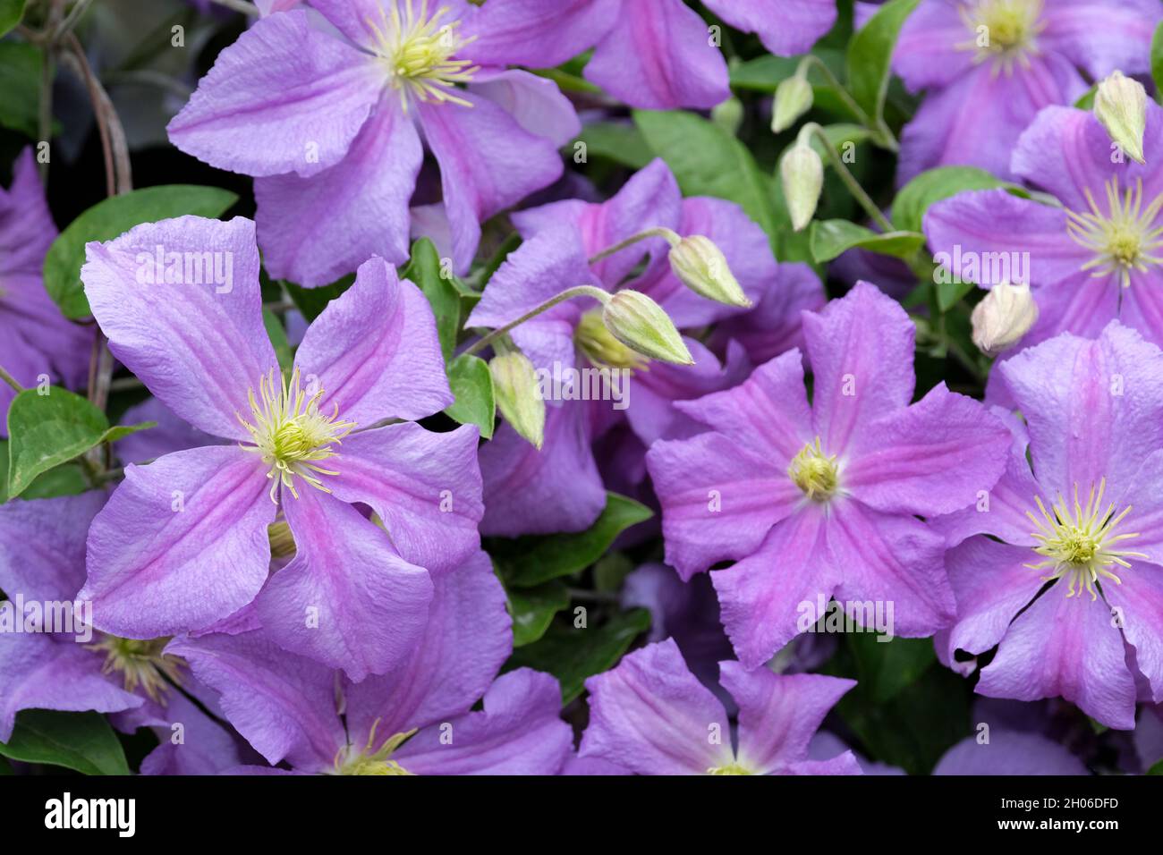 Clematis 'Perle d'Azur'. Late-Large (LL) group of Clematis. Mauve flowers with a central reddish bar Stock Photo